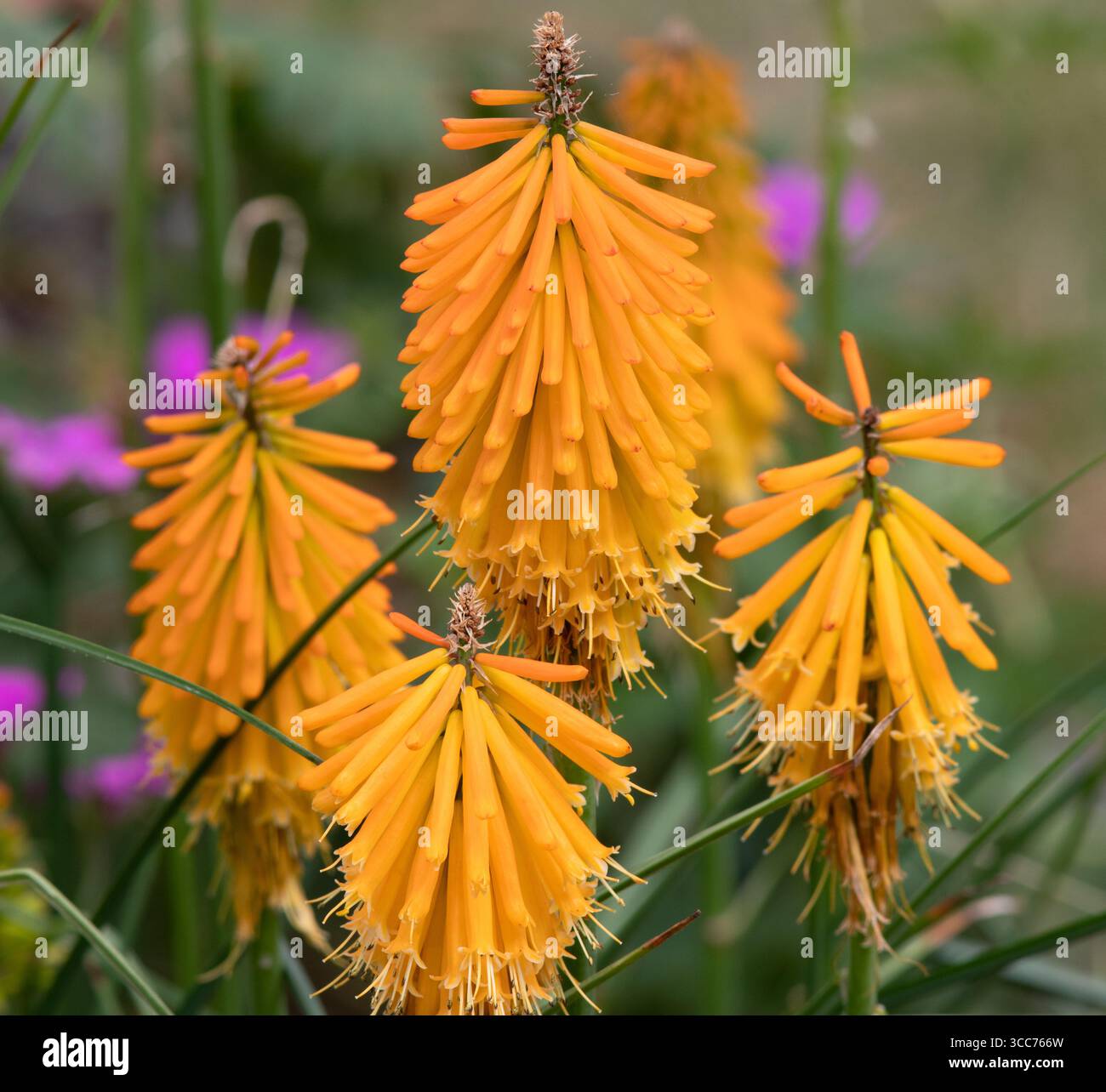 Kniphofia „Banana Popsicle“ Stockfoto