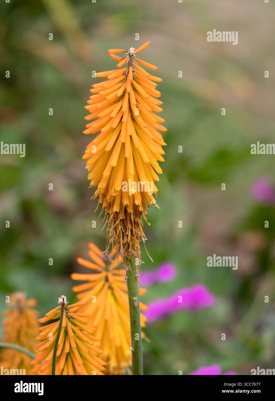 Kniphofia „Banana Popsicle“ Stockfoto
