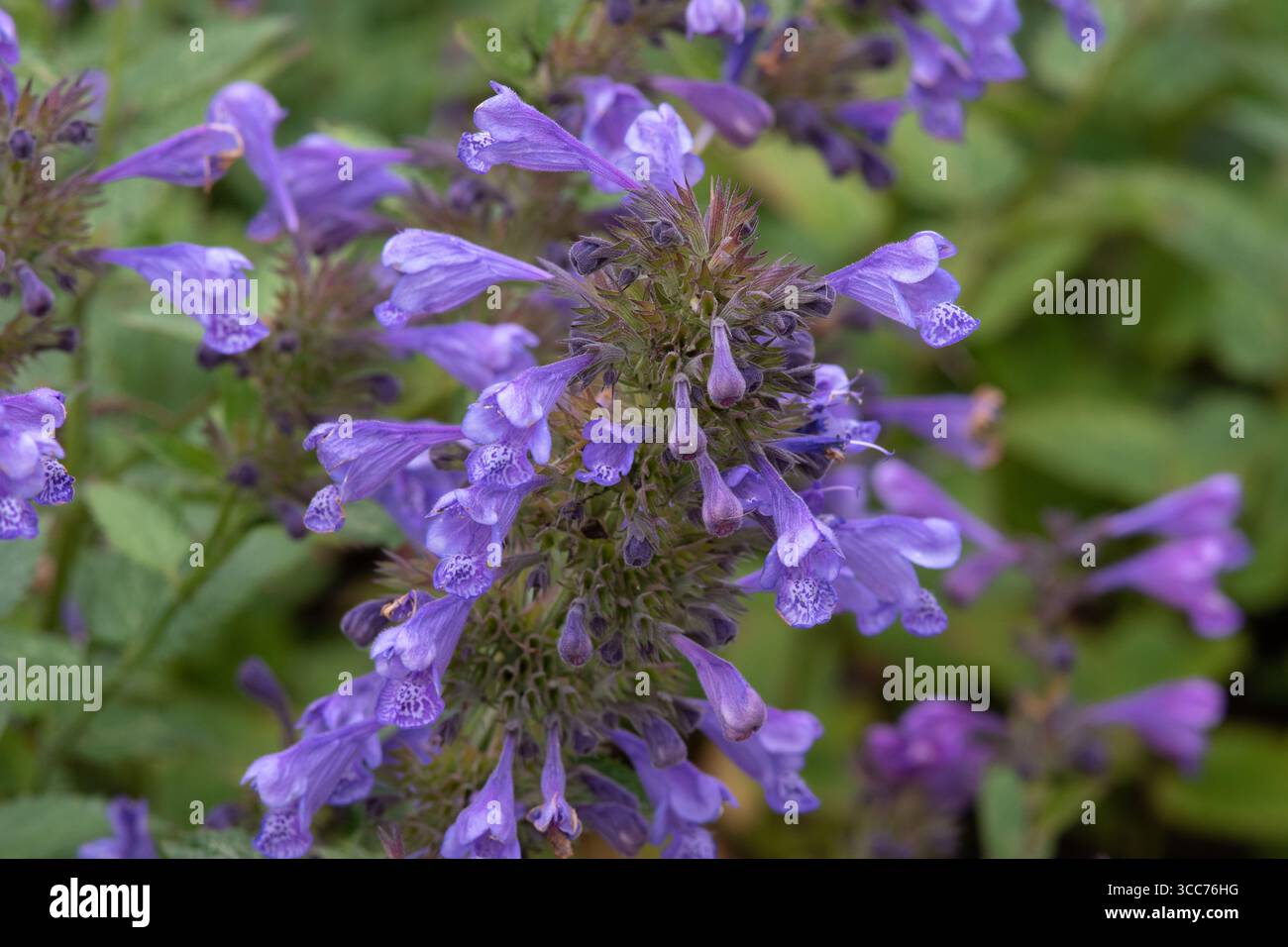 Nepeta 'Blue Dragon' Stockfoto