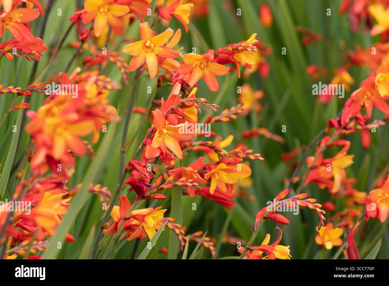 Crocosmia Orange Pekoe Stockfoto