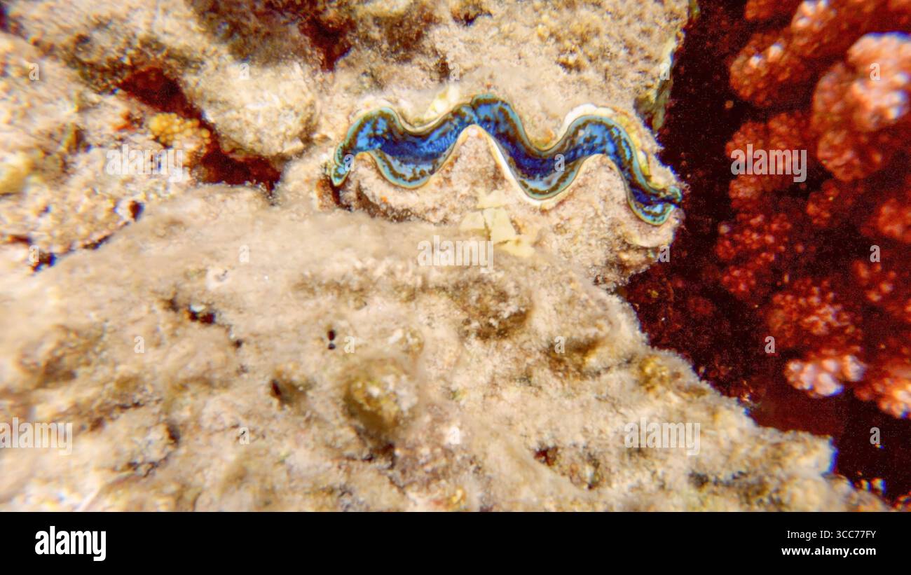 Unterwasserlandschaft am Korallenriff im Roten Meer, Scharm el Sheikh, Südsinai, Ägypten, mit einer typischen Tridacna aus dem Roten Meer Stockfoto Unterwasserlandschaft am Korallenriff im Roten Meer, Scharm el Sheikh, Südsinai, Ägypten, mit einer typischen Tridacna aus dem Roten Meer Stockfoto