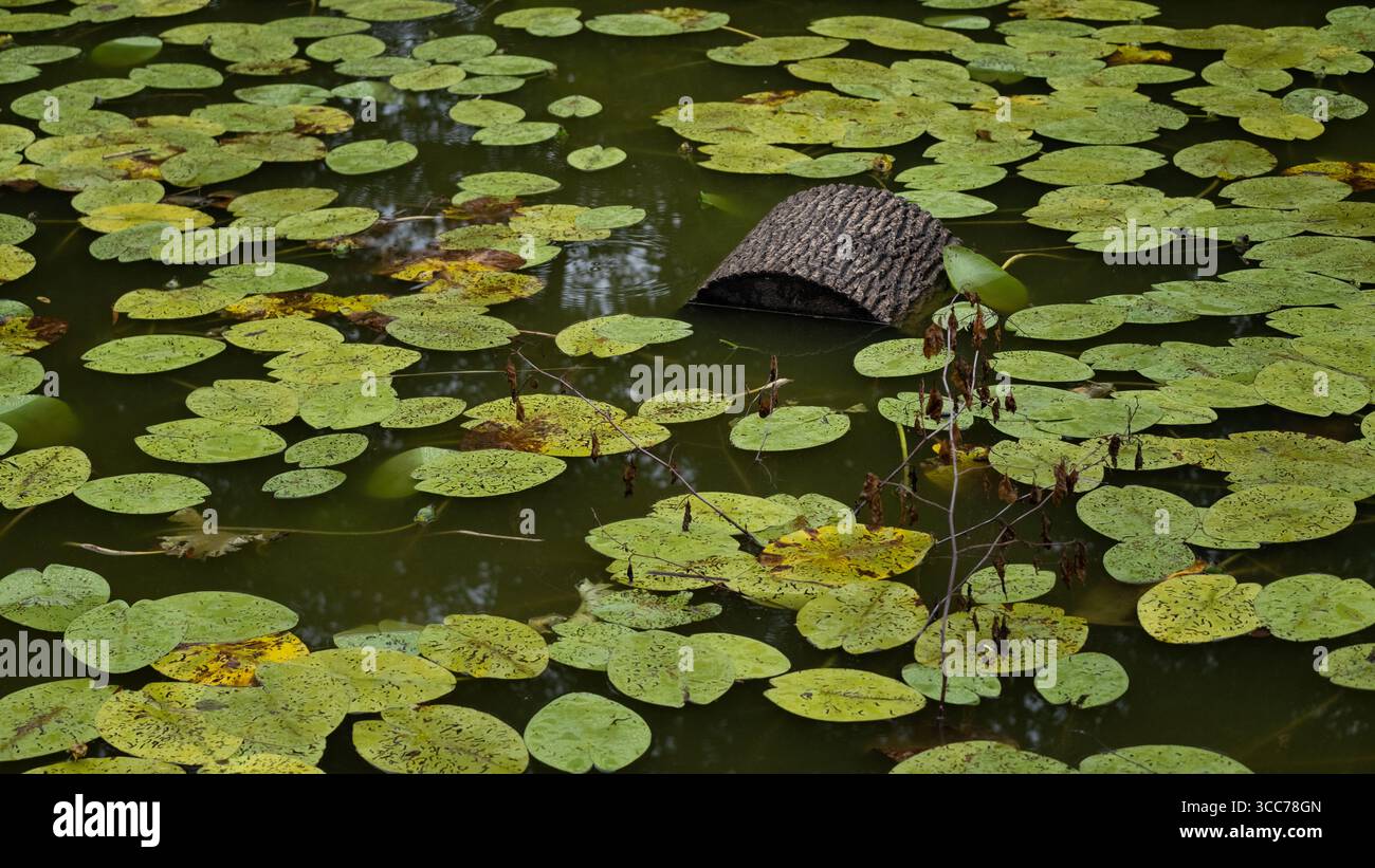 Weite Sicht auf einen strukturierten Holzstamm, der teilweise in einen ruhigen Teich eingetaucht ist, der von zahlreichen grünen Seerosenblättern umgeben ist. Ideal zur Darstellung von Feuchtgebieten Stockfoto