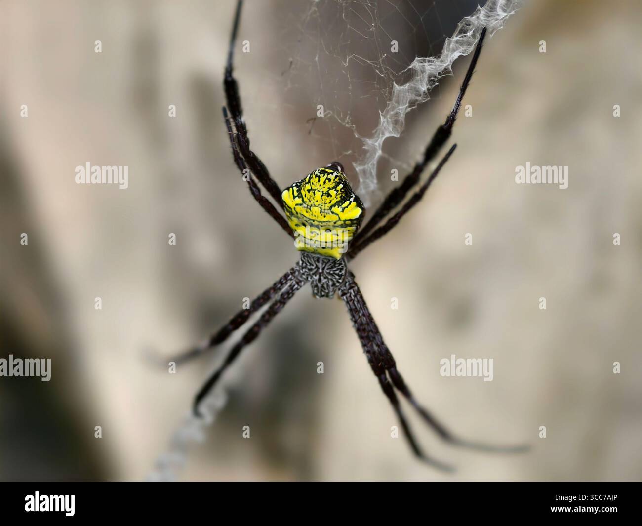 Nahaufnahme Einer gelb-schwarzen Kugelweberspinne oder Argiope appensa in der Mitte ihres Netzes oder Stabilimentums Stockfoto