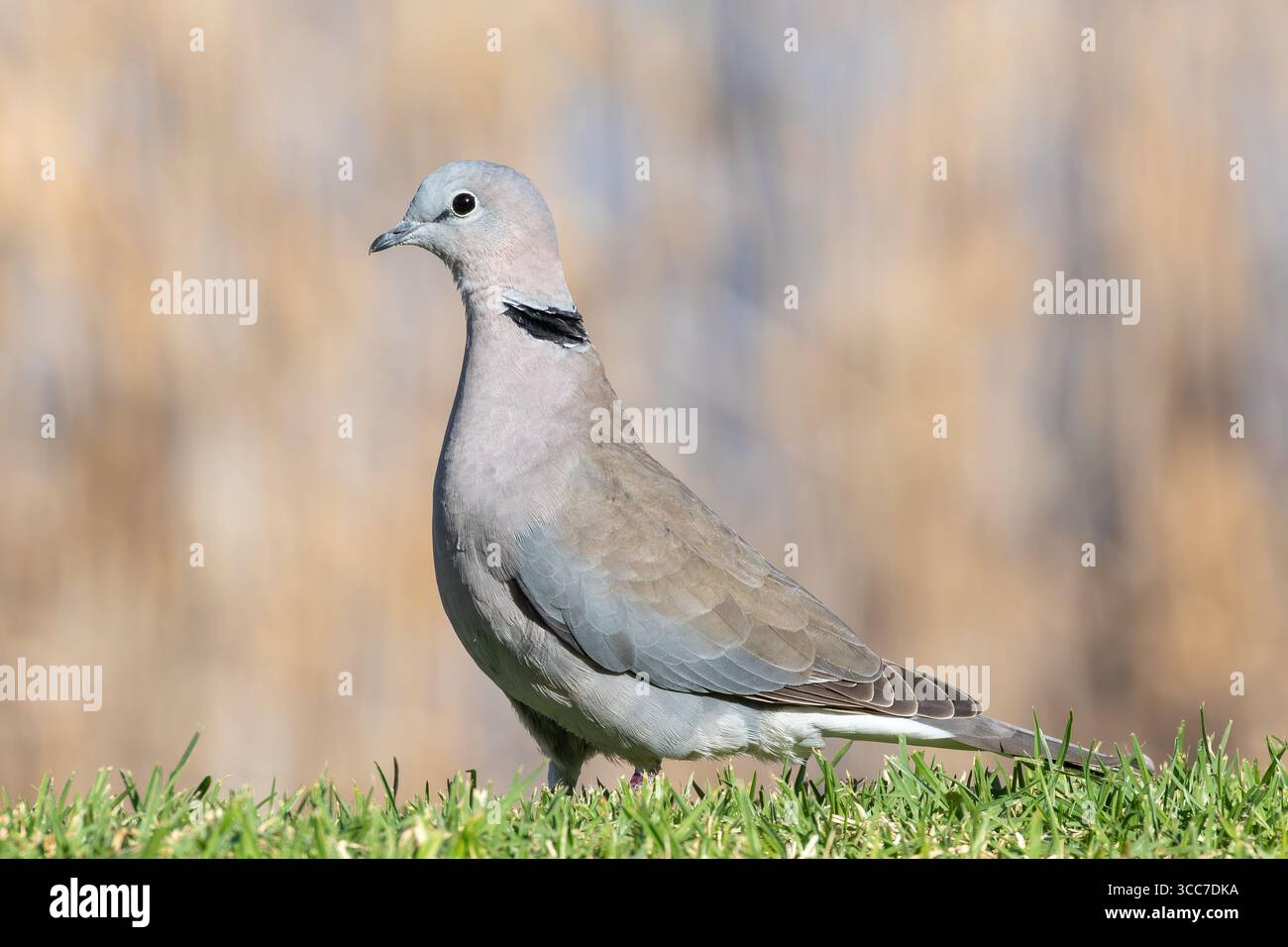 Cape Turtle Dove, Ringhalstaube, Taube mit halbem Kragen (Streptopelia capicola capicola) am Gras Breede River, Westkap, Südafrika Stockfoto