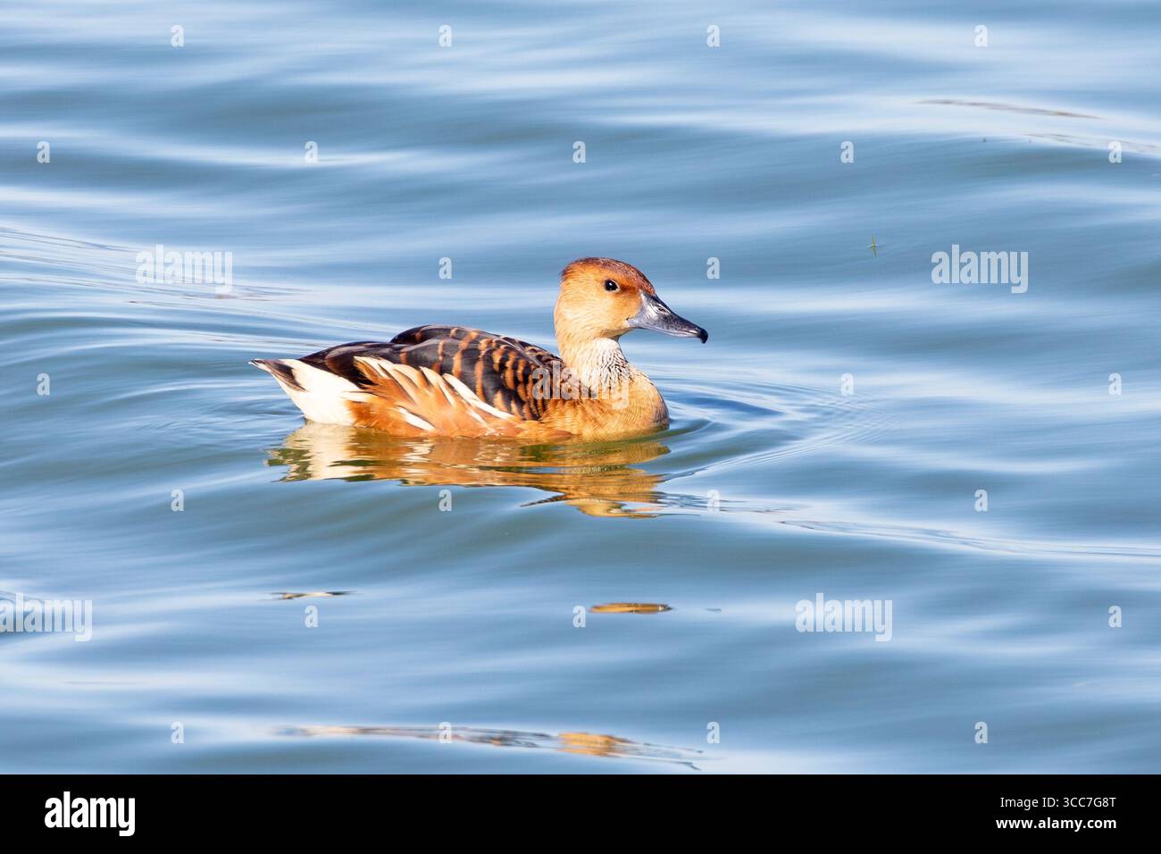Fulvous Whistling Duck, (Dendrocygna bicolor) Strandfontein Klärwerk, Kapstadt, Südafrika Stockfoto
