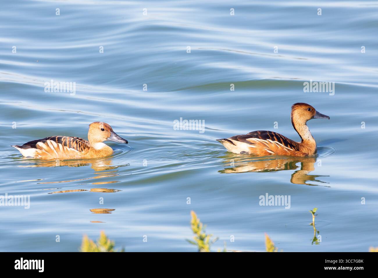 Zuchtpaare von Fulvous Whistling Ducks (Dendrocygna bicolor) schwimmen in Strandfontein Klärwerk in Kapstadt, Südafrika, Vogelbeobachtungsort Stockfoto