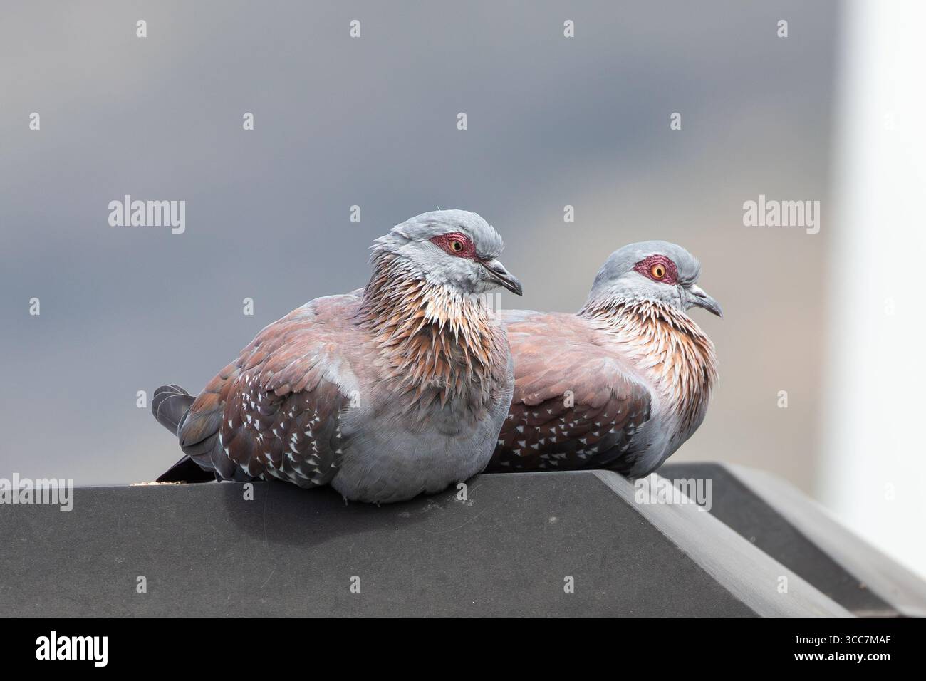 Zwei Speckeltauben oder Felsentauben (Columba-Meerschweinchen) brüten auf einem Kaminwesthang, Südafrika Stockfoto