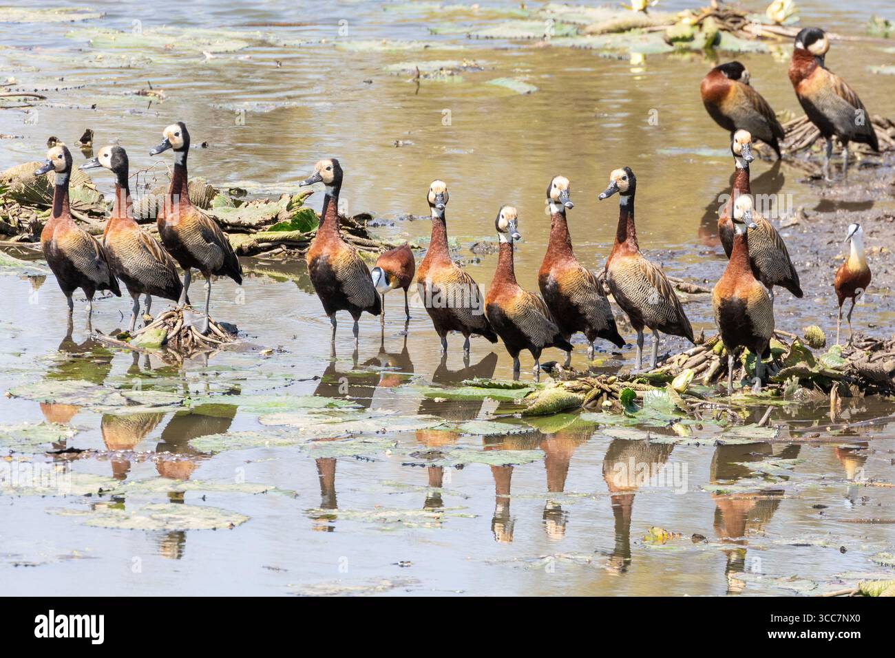 Dendrocygna viduata (Dendrocygna viduata) ist eine Herde mit afrikanischen Jacanas (Actophilornis africanus) Sweni River, Mpumalanga, Südafrika Stockfoto