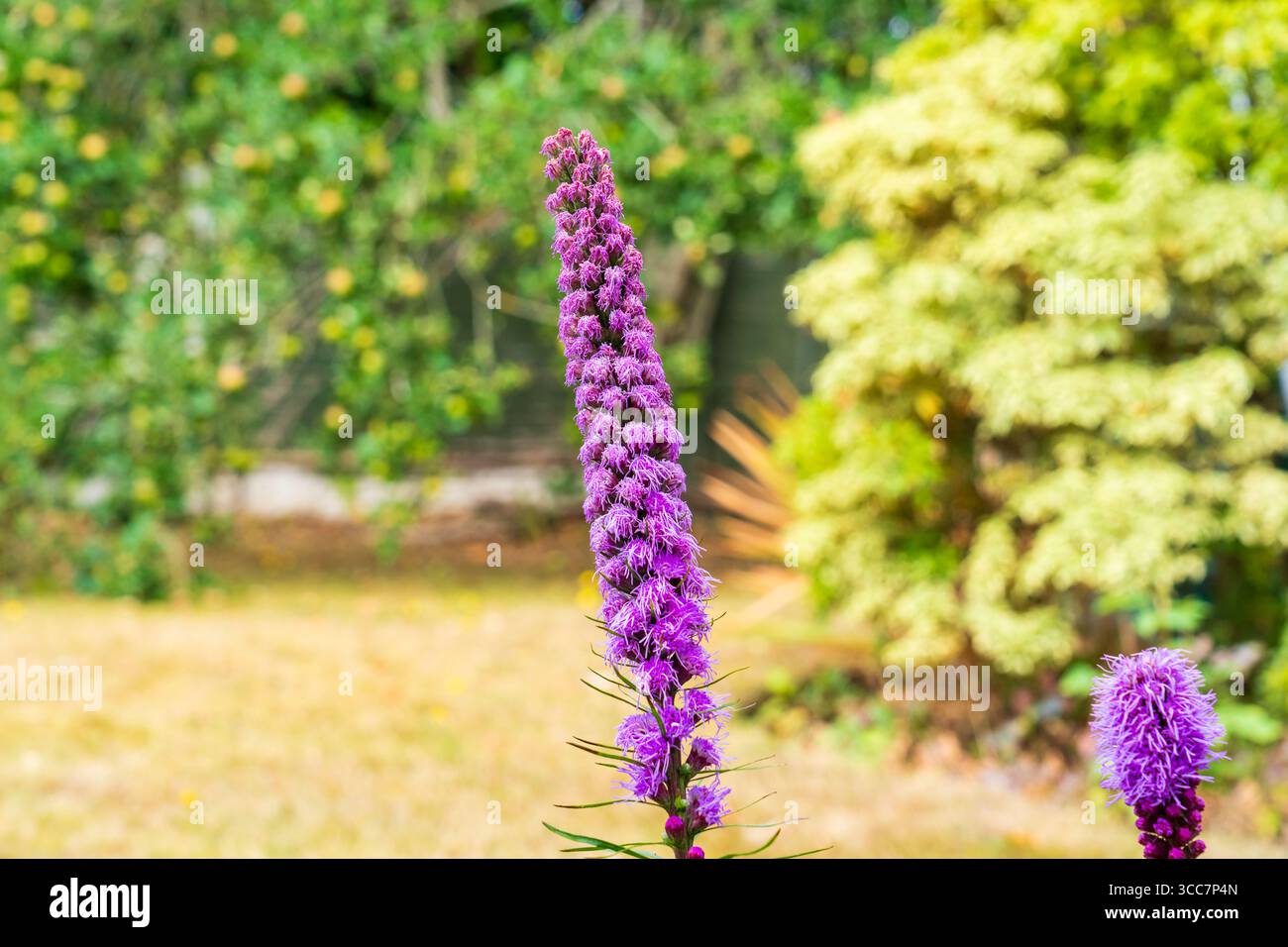 Lila Liatris Blume im Garten ein Mitglied der Familie der Asteraceae, die im Sommer und in warmen Klimazonen blüht Stockfoto