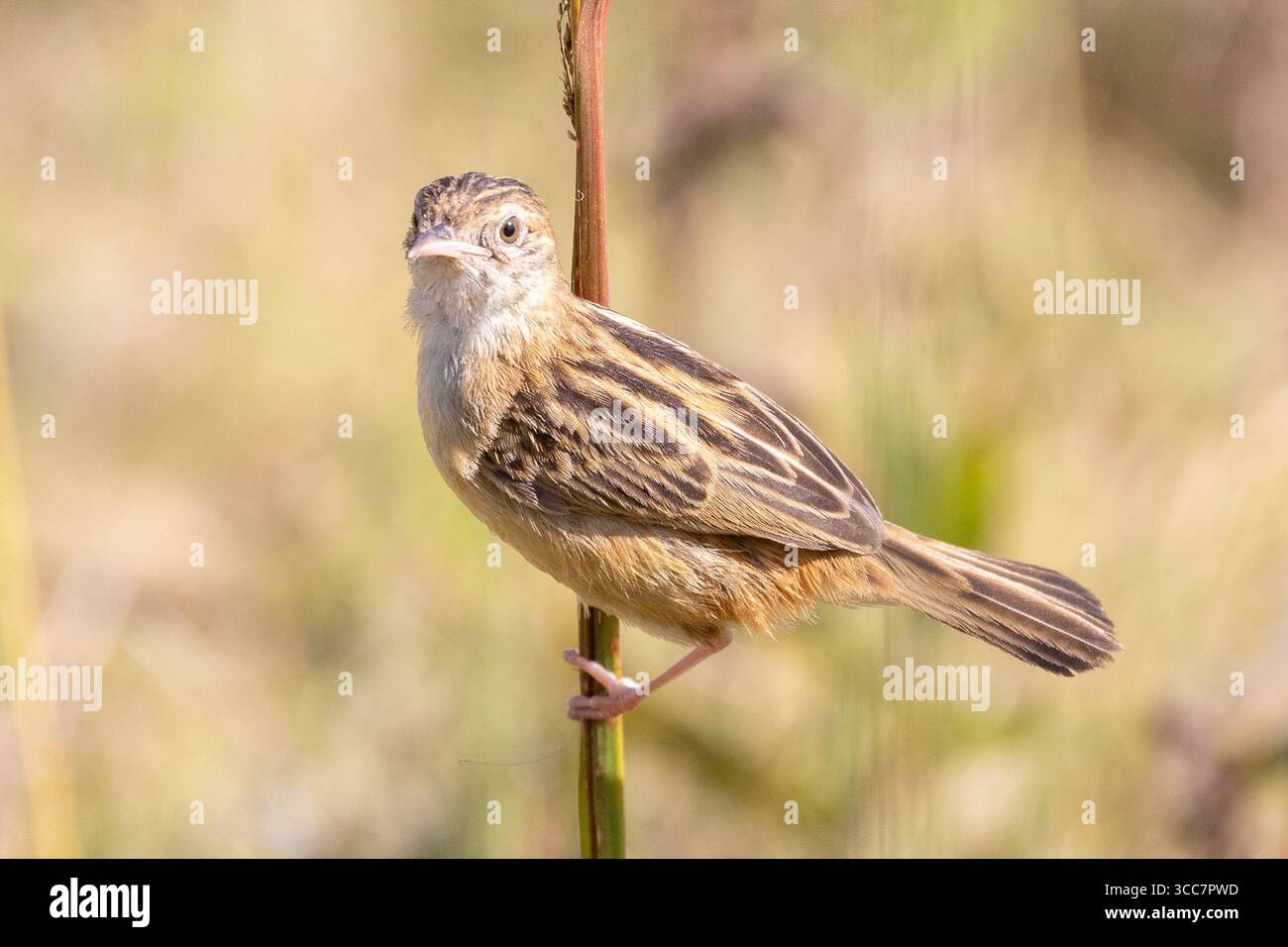 Zitting Cisticola (Cisticola juncidis) oder gestreifter Fantail Warbler im Grasland, Pretoriuskop, Kruger-Nationalpark, Südafrika Stockfoto