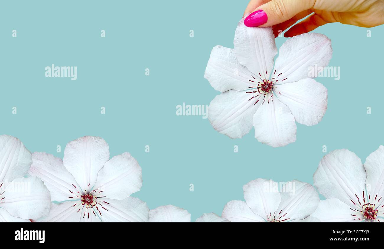 Blumenring in den Händen. Weiße Clematis-Blüte. Ausschnitt. Schwarzweißhintergrund. Isoliertes Bild. Rosafarbener nagellack. Gartenarbeit, Schönheitsgeschäft. Kopierbereich Stockfoto