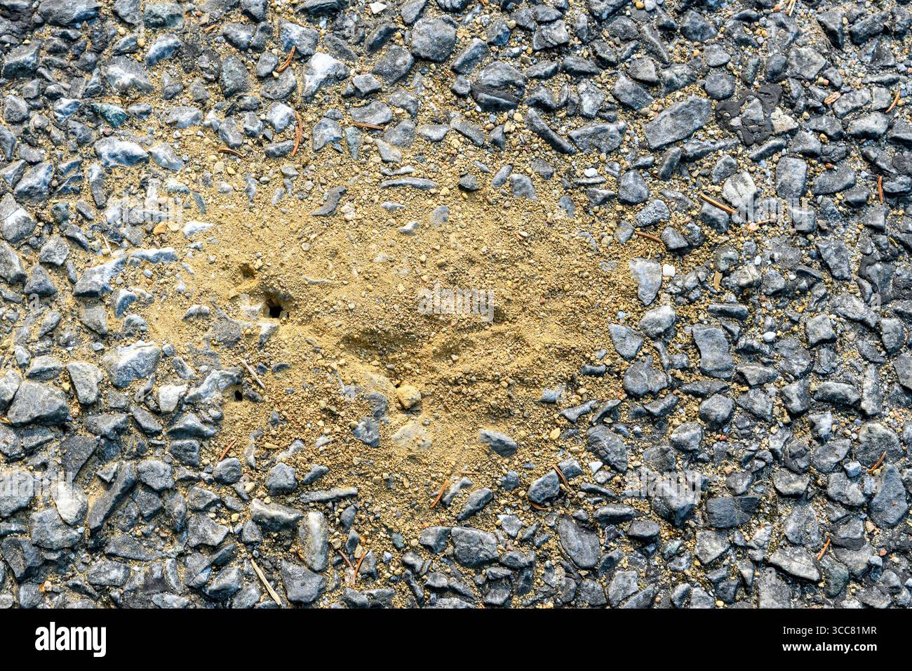 Ein kleines Ameisenloch, das in Asphalt gegraben wurde. Leichter, trockener Schmutz rund um das Loch, aus dem die Ameisen es ausgegraben haben. Makroansicht. Stockfoto