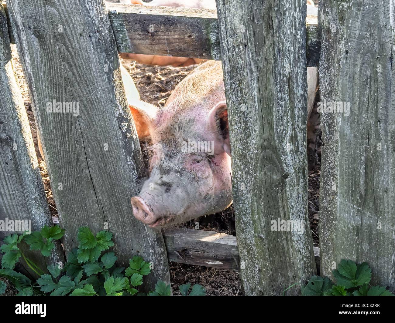 Nahaufnahme eines Schweinekopfes, der durch einen verwitterten Plankzaun auf einer Farm schaut. Eine große Sau in einem matschigen Stall blickt durch einen wackeligen alten Holzzaun. A Stockfoto