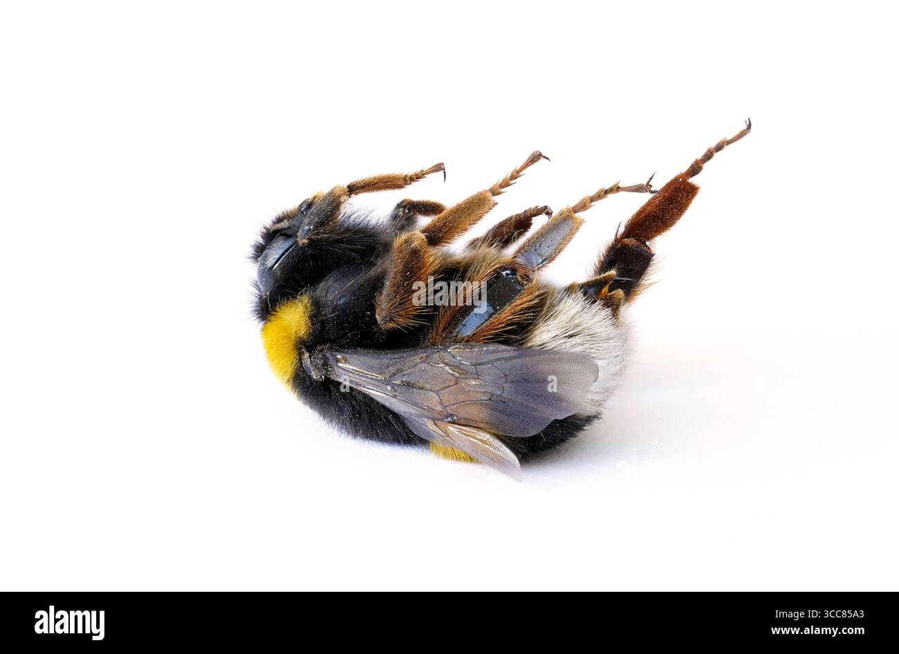 Hummel, Makro einer toten Hummel auf weißem Hintergrund Stockfoto