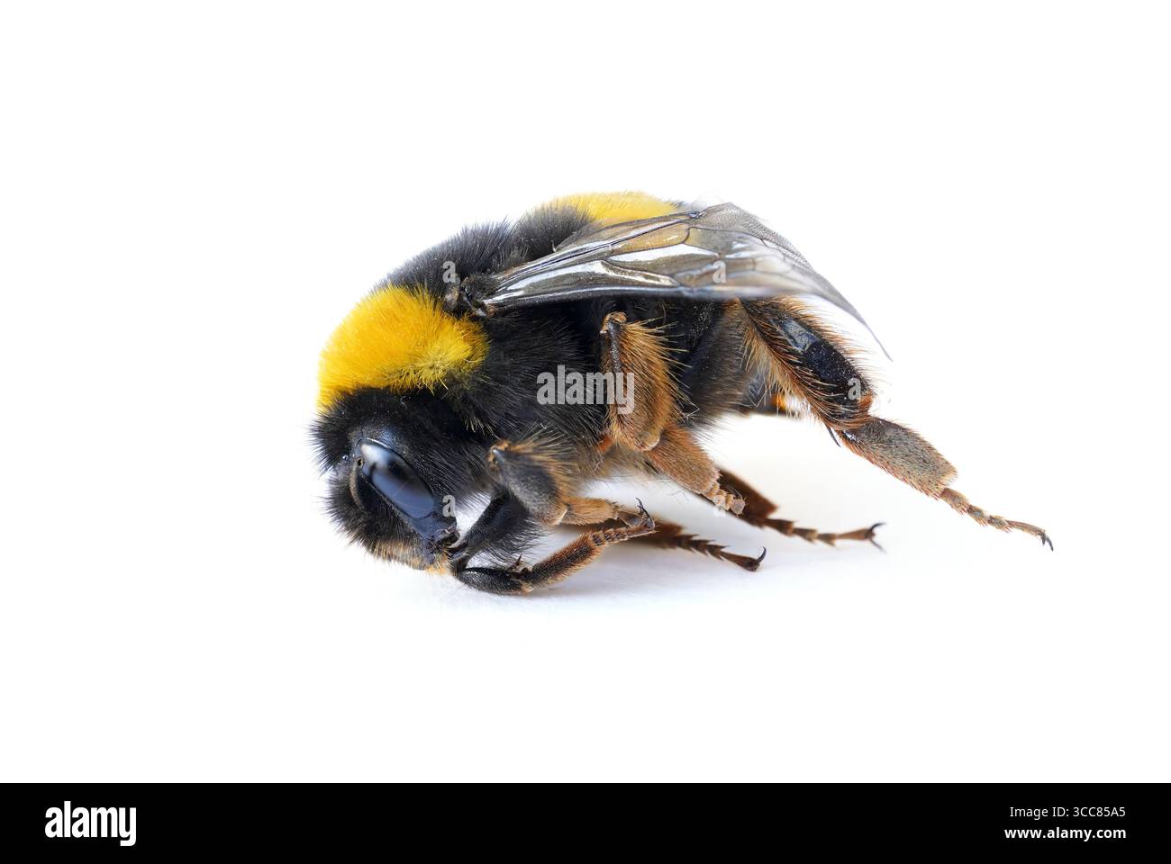 Hummel, Makro einer toten Hummel auf weißem Hintergrund Stockfoto