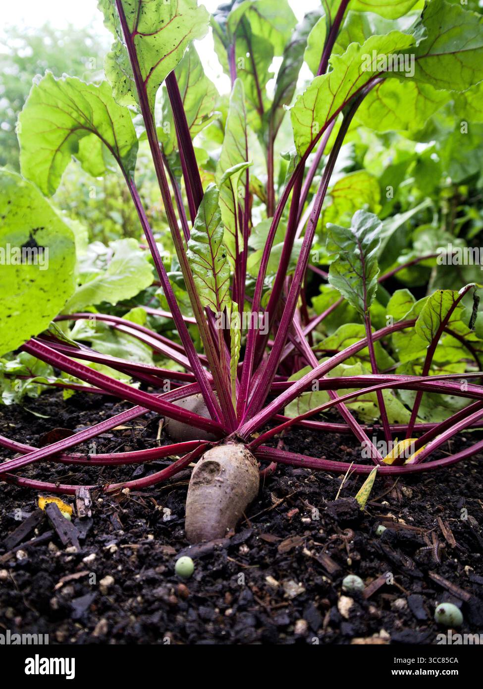 Frische Rote Bete mit Wurzel, roten Stämmen und grünen Blättern, die in ökologischem Gartenboden wachsen. Stockfoto