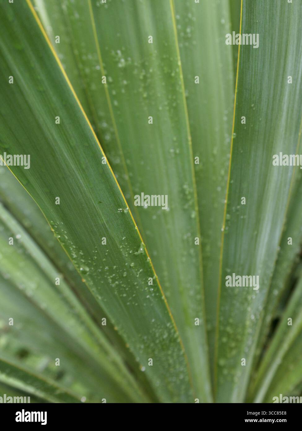 Tropische Palmenlien, bedeckt mit Regentropfen. Stockfoto