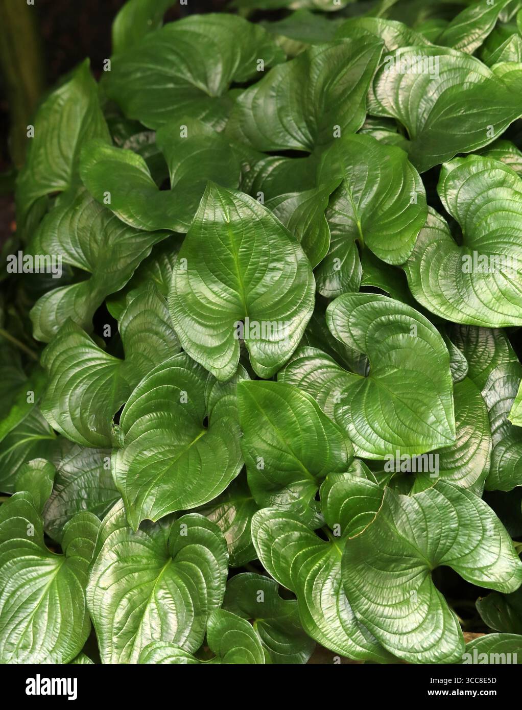 Heartleaf False Flachs, gemahlener Cocoyam, Blue Star Lotus oder African Lily of the Valley, Cyanastrum cordifolium, Tecophilaeaceae. Westzentralafrika. Stockfoto
