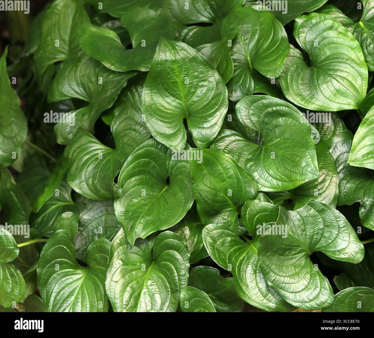 Heartleaf False Flachs, gemahlener Cocoyam, Blue Star Lotus oder African Lily of the Valley, Cyanastrum cordifolium, Tecophilaeaceae. Westzentralafrika. Stockfoto