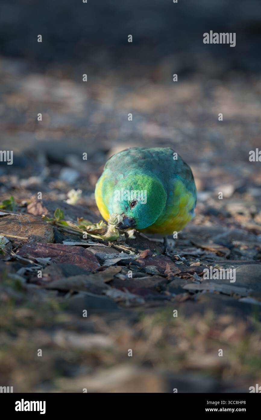 Ein einziger männlicher Rotklumpen-Papagei, der sich seinen Weg entlang eines steinigen Flussbettes ernährt und sich entlang des Gwydir River in New South Wales von Grasblumensamen ernährt. Stockfoto