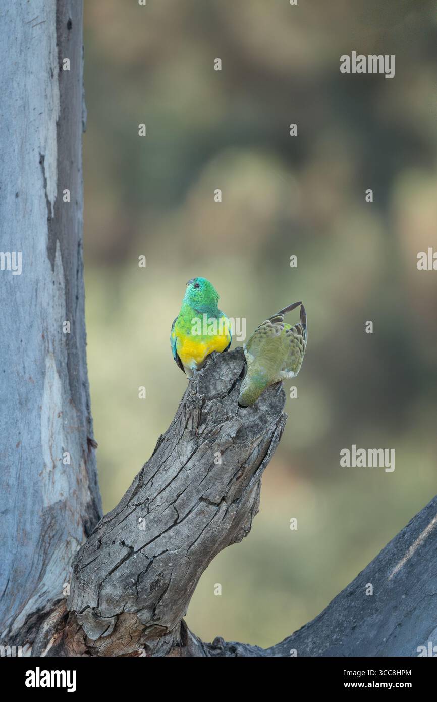 Ein gepaartes Paar Rothauben sucht einen ausgehöhlten, toten Schnee-Kaugummi-Baum-Zweig als möglichen Nistplatz. Stockfoto