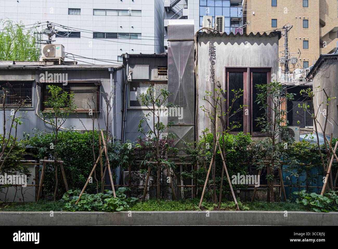 Fenster von Gebäuden hinter dünner Hecke, Shibuya City, Tokio, Kantō, Honshu, Japan Stockfoto