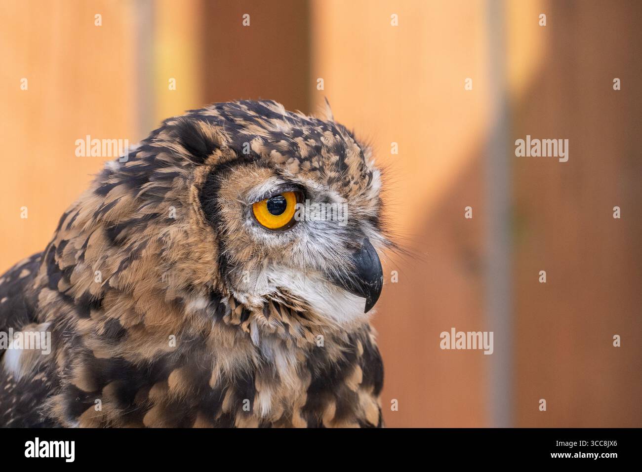 Eulen-Eulen-Seitenporträt mit gelbem Auge Stockfoto