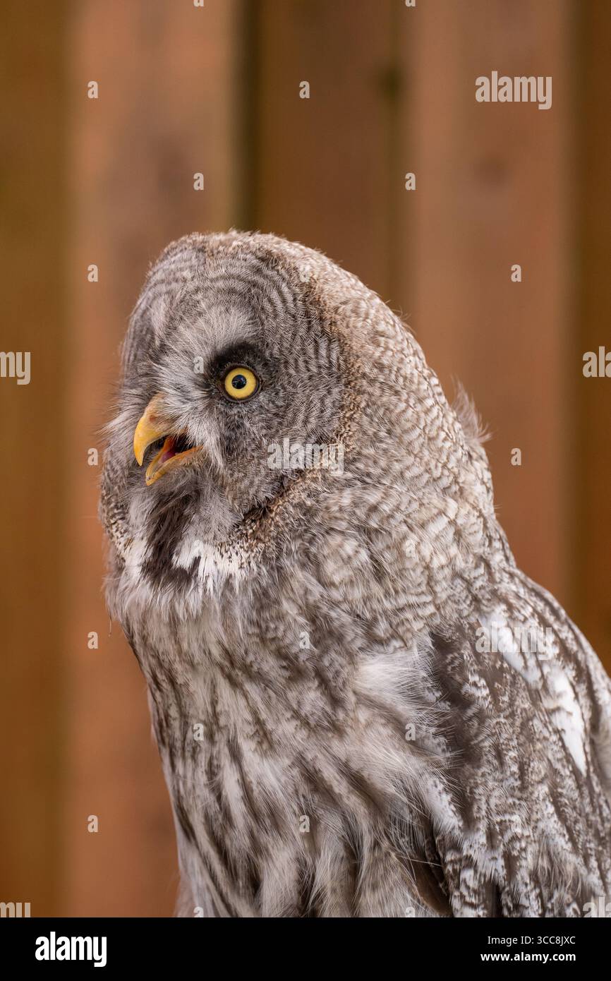 Große graue Eulenrufe – Porträt mit offenem Schnabel und gelbem Auge Stockfoto