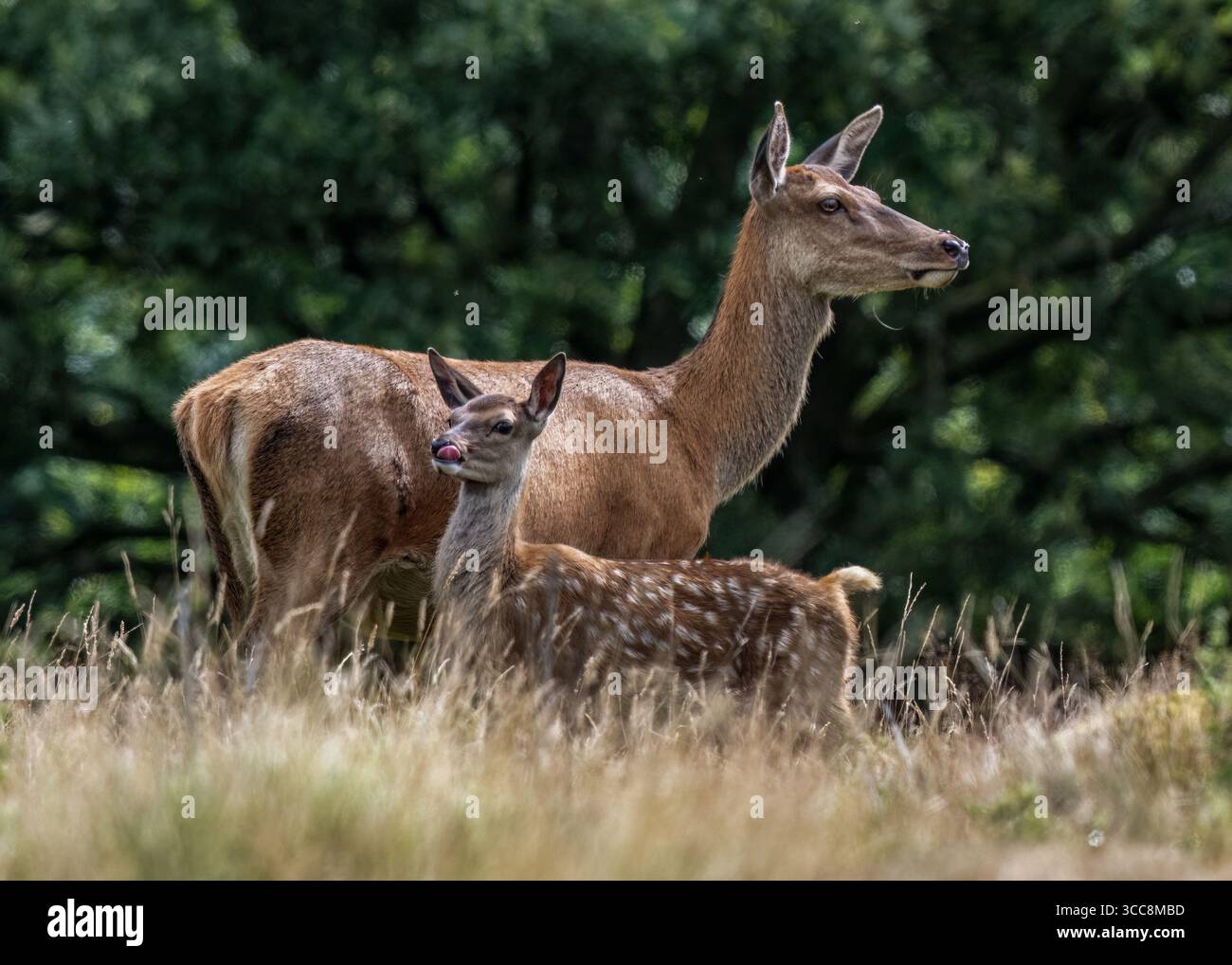 Rotwild und Wade Stockfoto