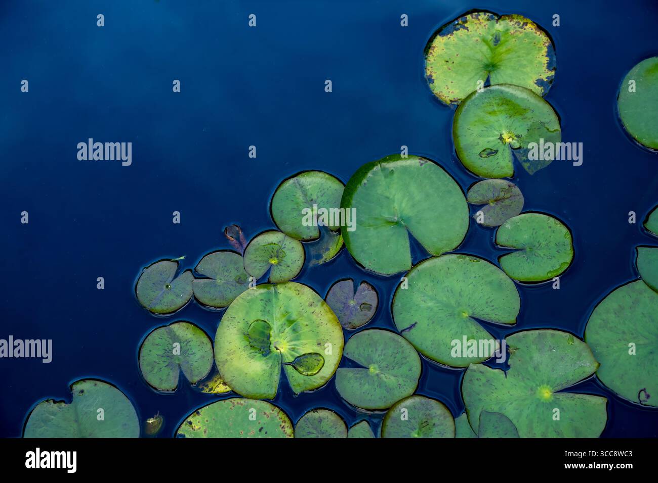 Schwimmende Lilienpads, die sich über das satte blaue Wasser verteilen, schaffen eine atemberaubende, kontrastreiche Szene, die die Harmonie der Natur und die Ruhe der Natur auf wunderschöne Weise zeigt Stockfoto