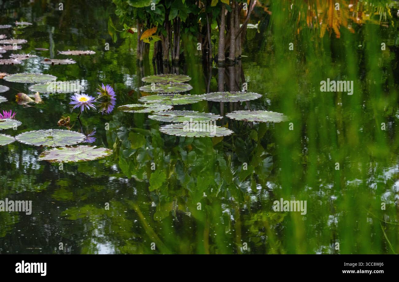 Eine ruhige Szene mit Lilien und Seerosenpolstern, die sich perfekt auf dem stillen Wasser eines Teichs spiegeln und die ruhige Schönheit der Natur in einer lebendigen Umgebung einfangen Stockfoto
