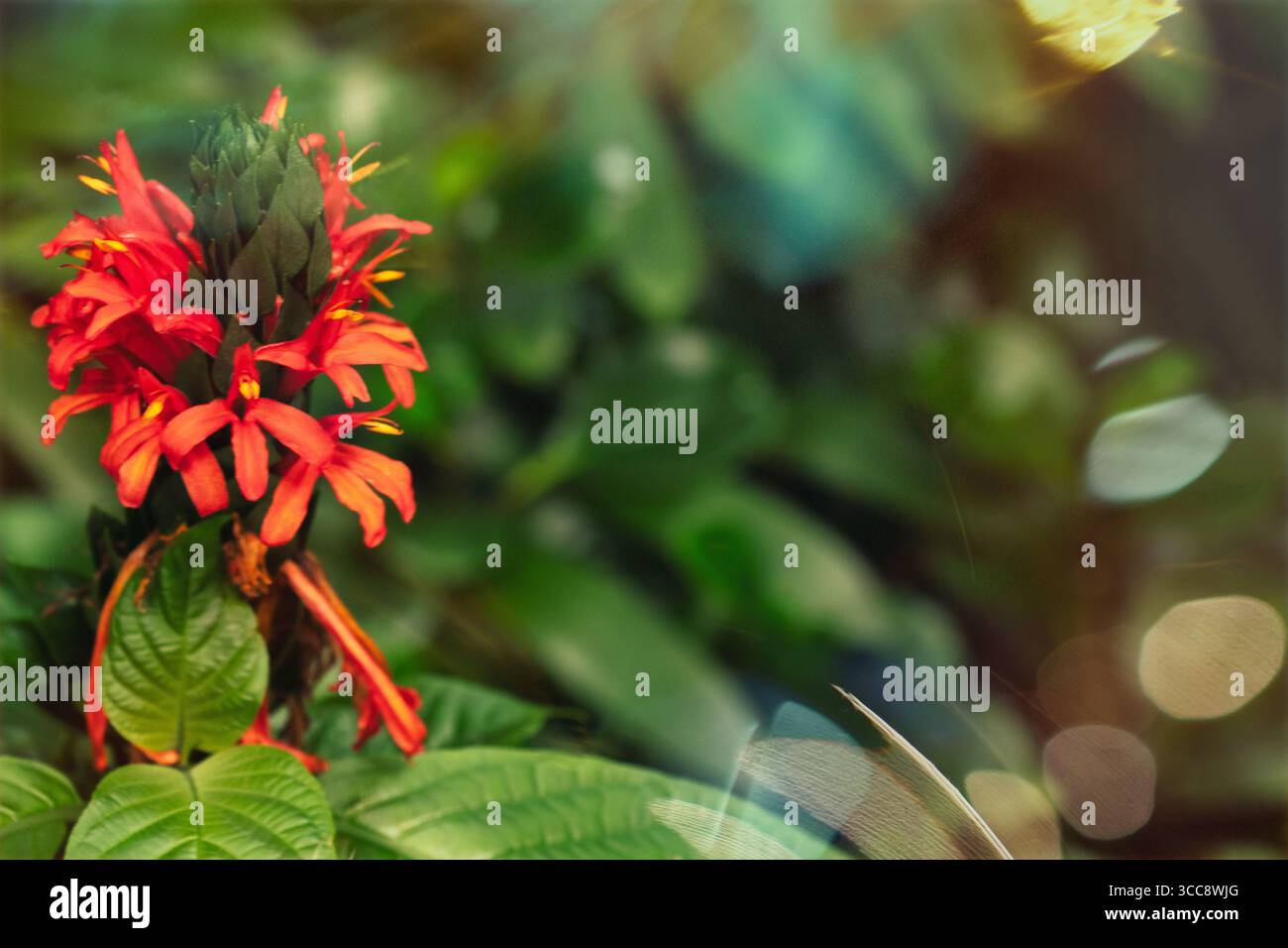Eine atemberaubende hellrote Blume umgeben von üppigen grünen Blättern, präsentiert in einem sanften Fokus, um Gefühle von Wärme, Schönheit und der Lebendigkeit von Natur zu wecken Stockfoto