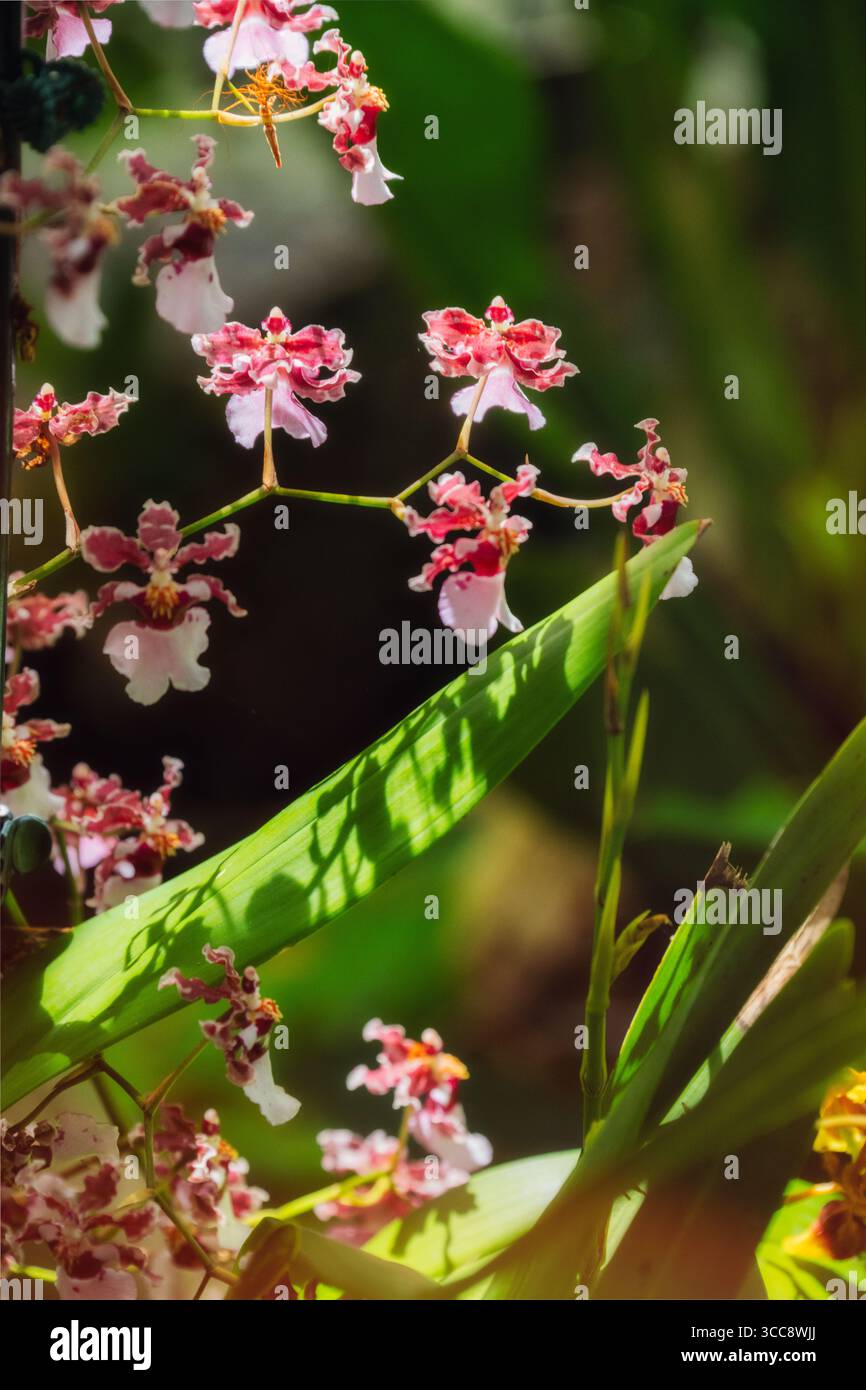 Ein atemberaubendes Bild von zarten rosa und weißen Orchideenblüten, die im Sonnenlicht getaucht sind und die komplizierten Muster und lebendigen Farben dieser Exoten hervorheben Stockfoto