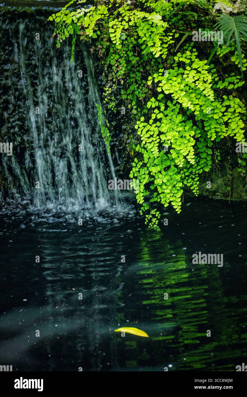 Ein ruhiges Bild von üppig grünen Farnblättern, die neben einem kleinen Wasserfall in einem Wald wachsen, zeigt die ruhige und friedliche Schönheit der unberührten Natur Stockfoto
