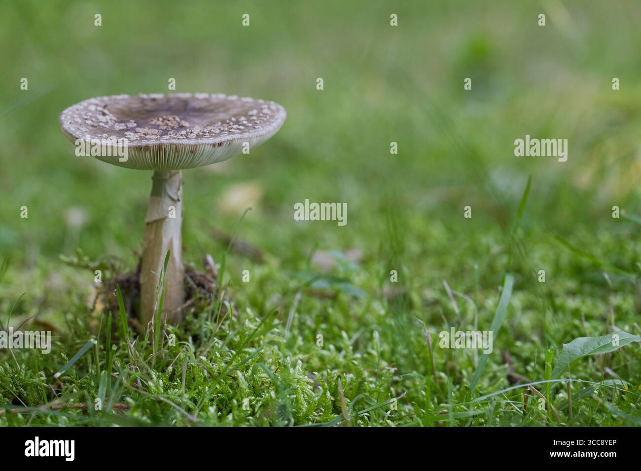 Einzelner Wildpilz, der in grünem Moos wächst Stockfoto