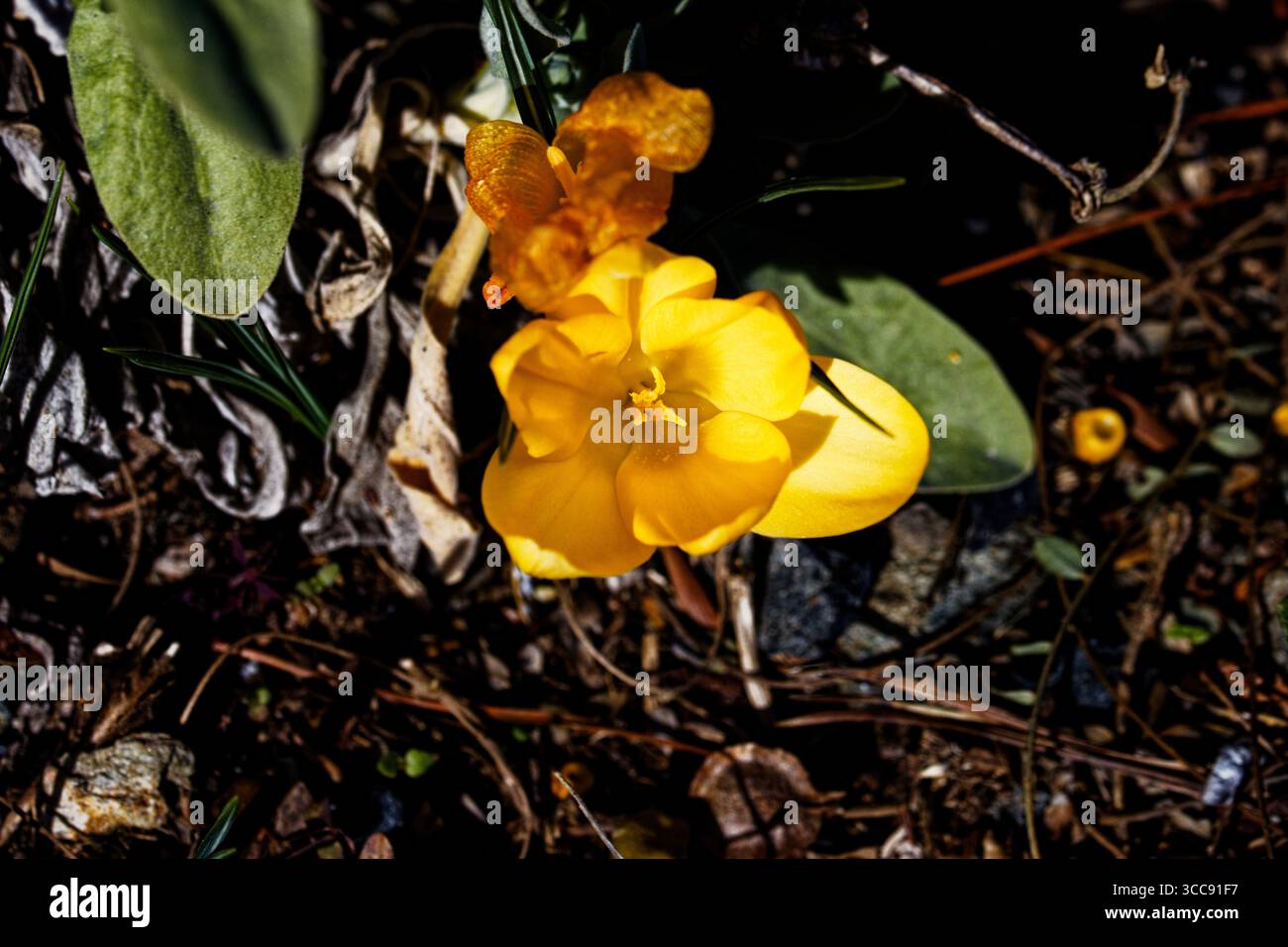 Crocus luteus Golden Yellow: Eine stark wachsende Knolle, die im Frühjahr große, leuchtend orange-gelbe Blüten hervorbringt. Stockfoto