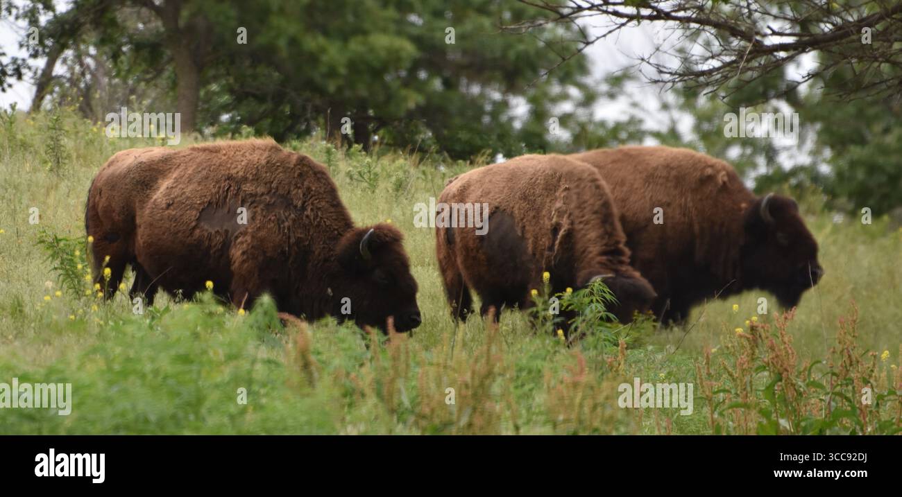 Eine Herde amerikanischer Bisons (Büffel) in Nebraska an der Great Plains. Stockfoto