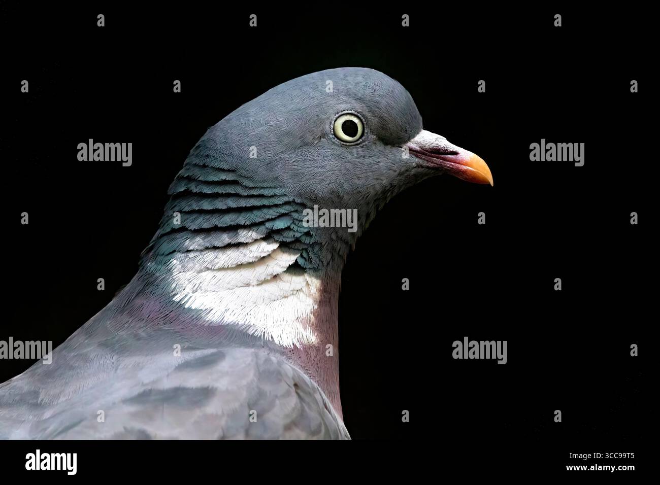 Porträt einer gewöhnlichen Holztaube (Columba palumbus). Stockfoto