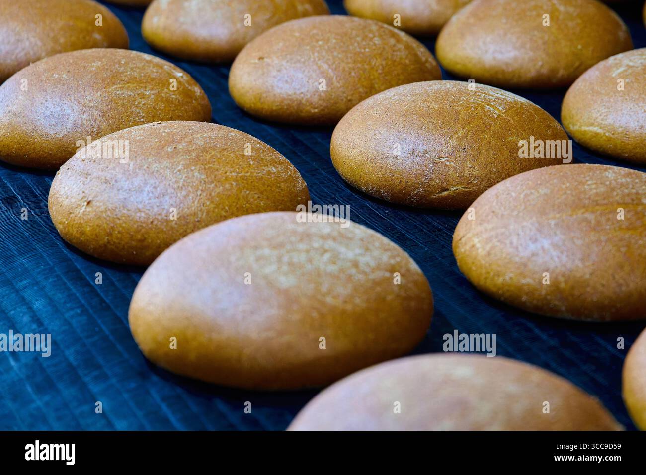 Frisch gebackenes weißes Roggenbrot kühlt am Auslauf des Backofens mit verschiedenen Brotscheiben aus Mischkorn Stockfoto