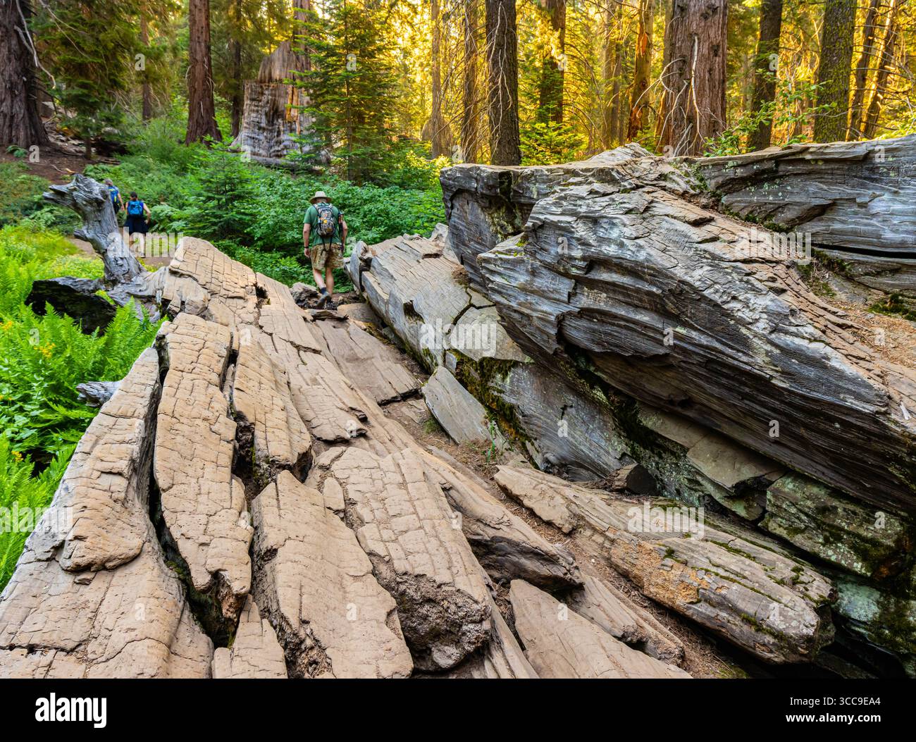 Wanderer überqueren den Shattered Giant auf dem Big Stump Loop Trail im Kings Canyon National Park, Kalifornien, USA Stockfoto