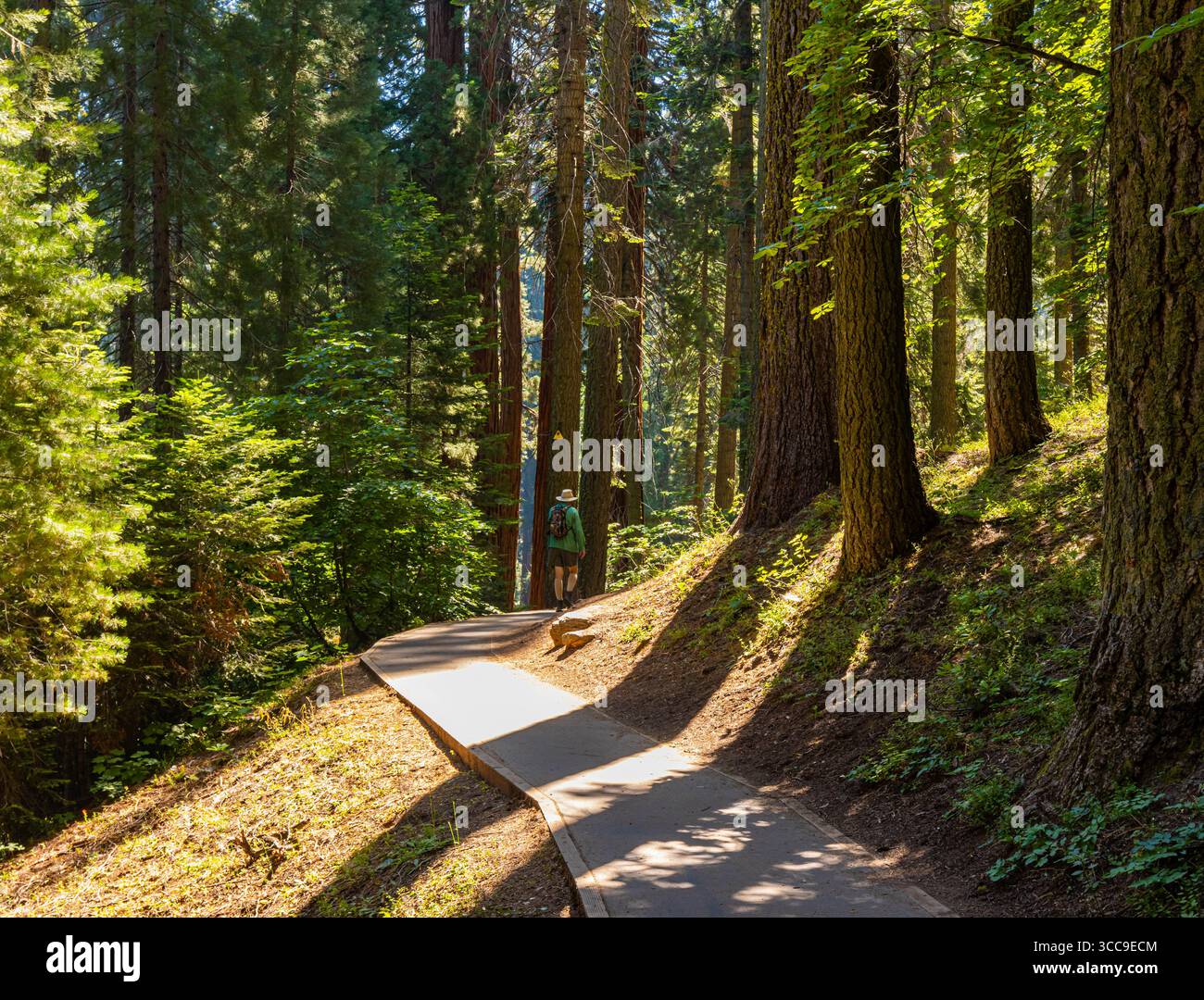 Sonnenlicht strömt durch Sequoia-Bäume auf dem Big Trees Trail, Sequoia National Park, Kalifornien, USA Stockfoto