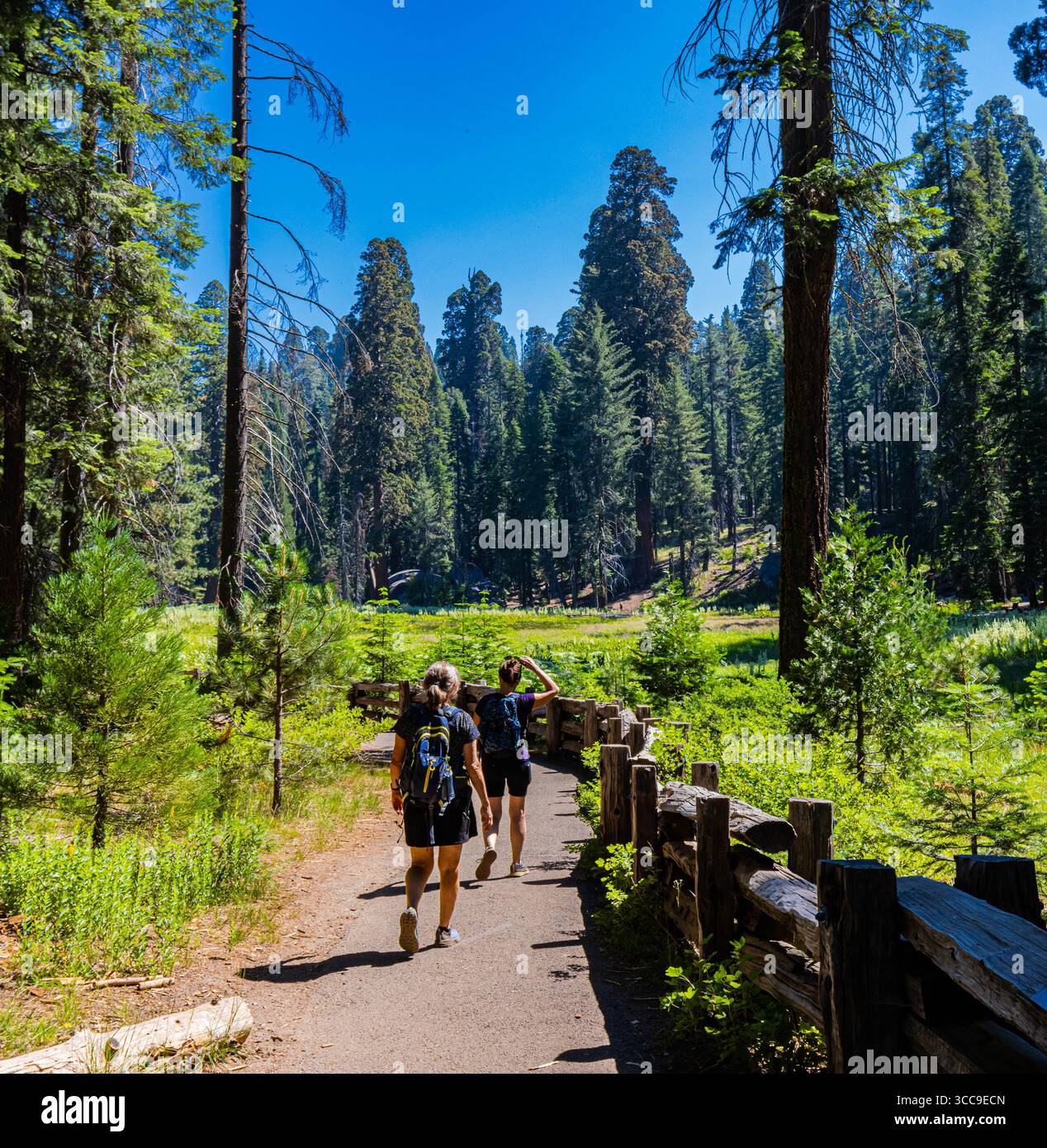 Wandererinnen und Mammutbäume auf dem Big Trees Trail, Sequoia National Park, Kalifornien, USA Stockfoto