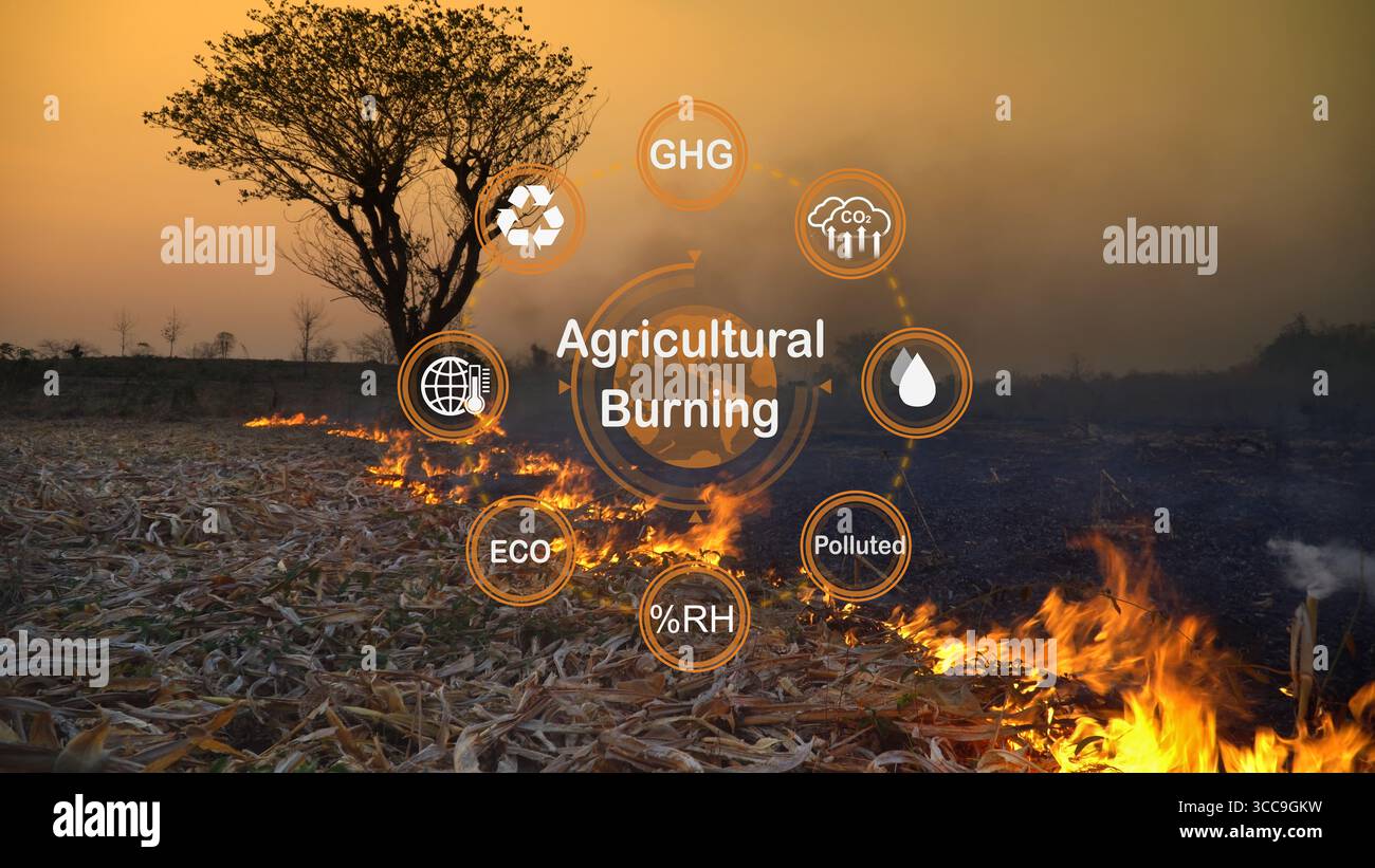 Die Treibhausgasemissionen aus der Verbrennung landwirtschaftlicher Rückstände haben in südostasien zugenommen Stockfoto