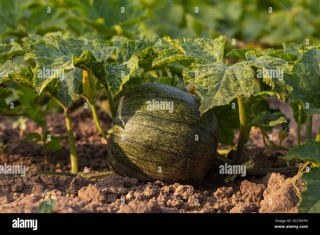 Unreifer grüner Kürbis, der auf Weinreben zwischen großen Blättern im sonnigen Garten wächst, symbolisiert ökologische Landwirtschaft, frische Produkte und nachhaltige Landwirtschaft Stockfoto