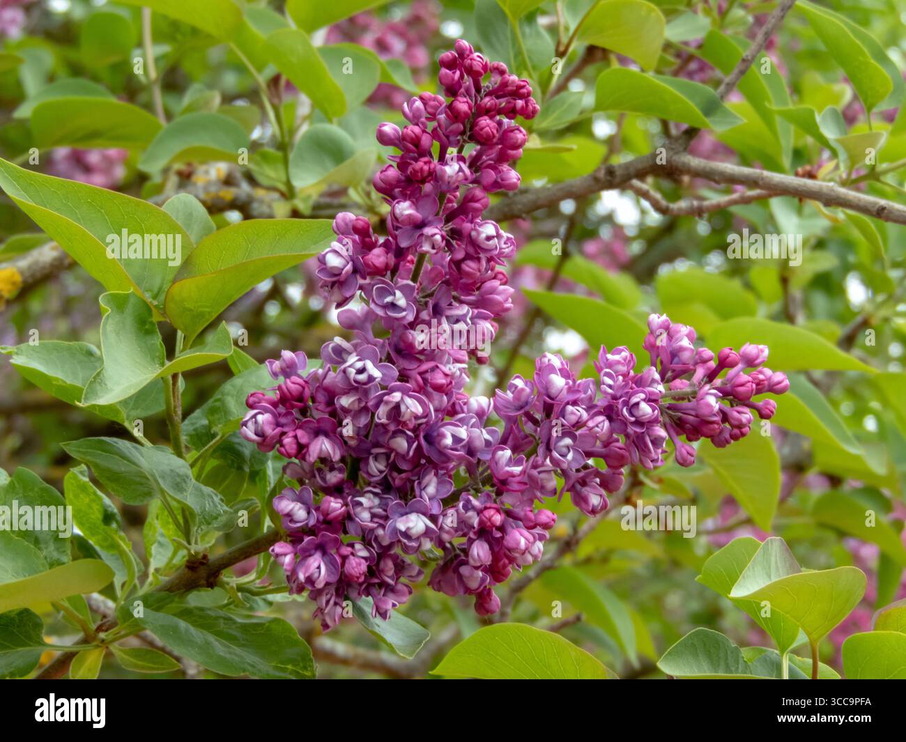 Zarte Doppel-Flieder-Blüten von Syringa vulgaris in sanftem lila-lavendelfarbenem Aquarellton. Eine raffinierte Frühlingsblüte, die im Garten geschätzt wird Stockfoto