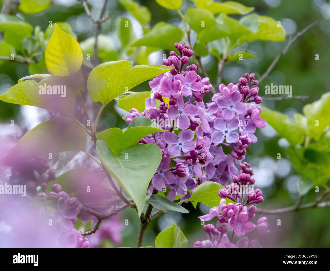 Blühende Panicles von Syringa vulgaris mit weichen, lavendelblauen Blüten und sattem grünem Laub. Ein anmutiger Frühlingsstrauch, der perfekt für Ziergegenstände ist Stockfoto