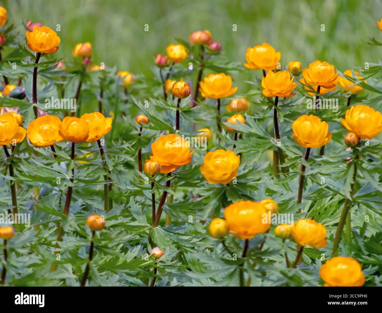 Leuchtend orange Blüten von Trollius asiaticus in voller Blüte. Auch bekannt als asiatischer Globeflower. Eine auffällige mehrjährige Pflanze, die in Wiesen, Feuchtgebieten, an gefunden wird Stockfoto