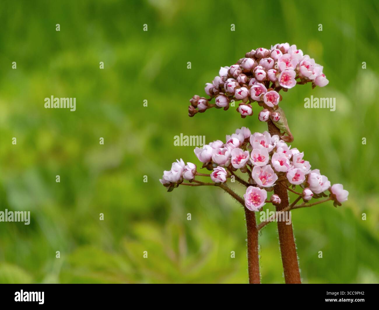 Zwei rosafarbene Blüten der Darmera peltata, bekannt als indischer Rhabarber oder Regenschirmpflanze, die im Frühjahr blühen. Einzigartige Stauden für Gärten Stockfoto