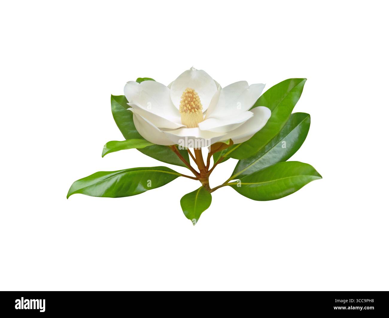 Duftende weiße Magnolienblüte mit glänzend grünen Blättern isoliert auf weißem Hintergrund. Wird in Luxusparfümerien wegen seines cremigen blumigen und natürlichen Duftes verwendet Stockfoto