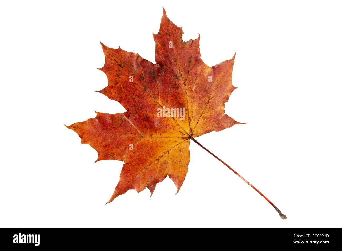 Rotes Ahornblatt mit Adern und Flecken isoliert auf weiß. Symbol des Herbstes, des saisonalen Wandels und der natürlichen Schönheit. Stockfoto